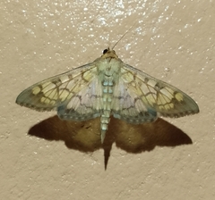 Mimorista