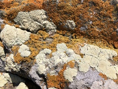 Protoparmeliopsis pinguis