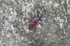 Haematoloecha nigrorufa