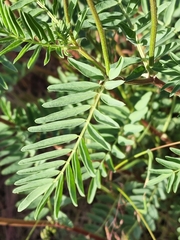 Astragalus bisulcatus