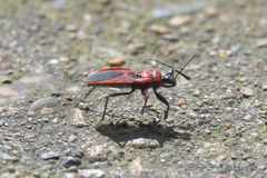 Haematoloecha nigrorufa