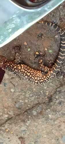 Beaded Lizard (Heloderma horridum)