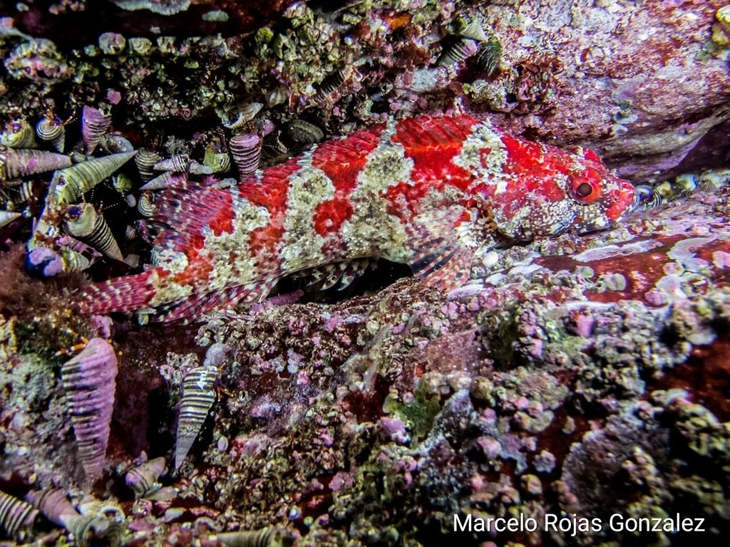 Beautiful Speckled Blenny