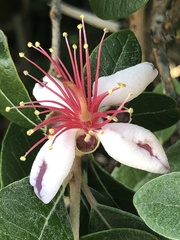 Feijoa sellowiana
