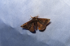 Prismosticta fenestrata