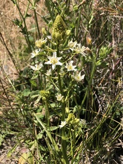 Toxicoscordion fontanum