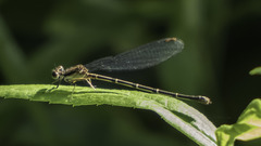 Argia tibialis