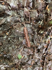 Semionellus placidus