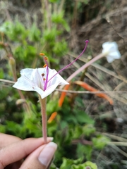 Mirabilis longiflora