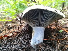 Lactarius indigo