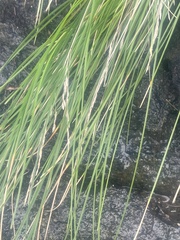 Poa anceps