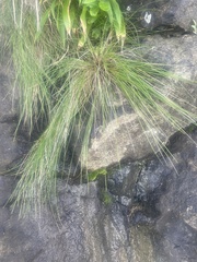 Poa anceps