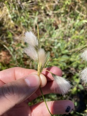 Eriophorum viridicarinatum