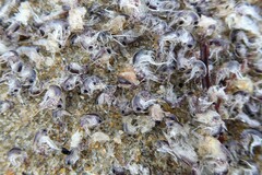 Themisto australis