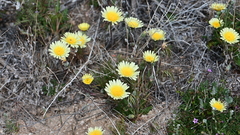 Malacothrix californica
