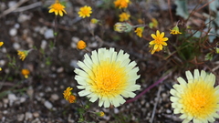 Malacothrix californica