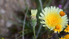 Malacothrix californica
