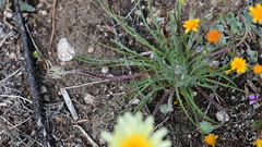 Malacothrix californica