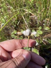 Eriophorum gracile