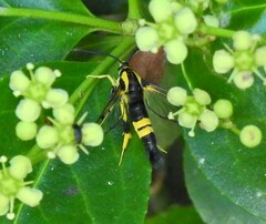 Synanthedon kathyae