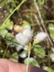 Eriophorum gracile