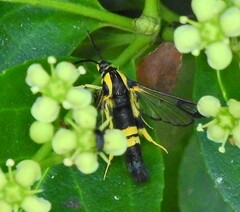 Synanthedon kathyae
