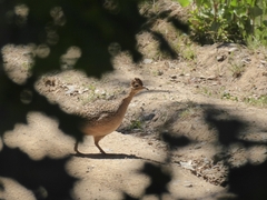 Nothoprocta perdicaria