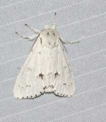 Acronicta vulpina