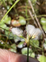 Eriophorum gracile