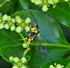 Synanthedon kathyae