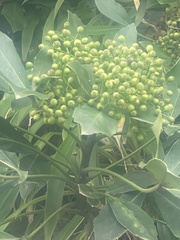 Pseudopanax lessonii