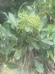 Pseudopanax lessonii