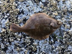 Lepidopsetta