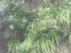 Pseudopanax lessonii