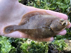 Lepidopsetta