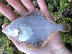 Lepidopsetta