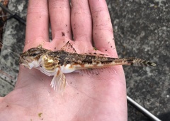 Chitonotus pugetensis