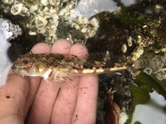 Chitonotus pugetensis