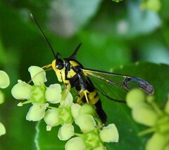 Synanthedon kathyae