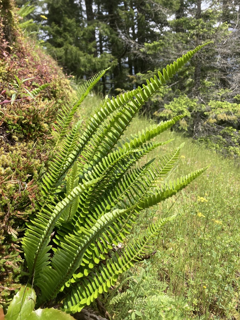 Narrowleaf sword fern