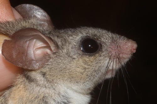 Mesquite Mouse
