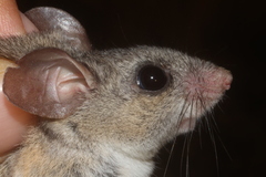 Peromyscus merriami
