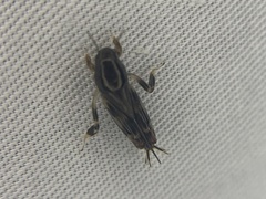 Neotridactylus