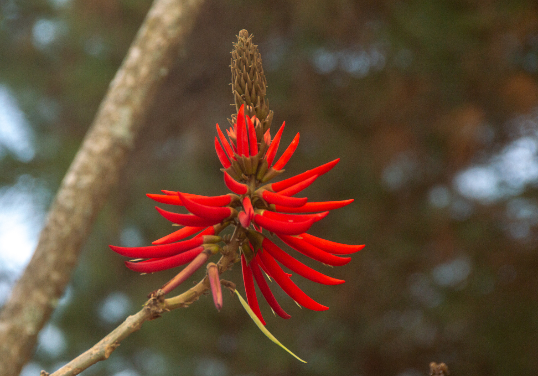 Erythrina speciosa