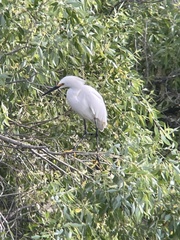 Egretta thula