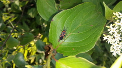 Lygaeus kalmii angustomarginatus