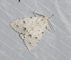 Acronicta vulpina