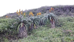 Aloe thraskii