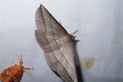 Sarcinodes carnearia