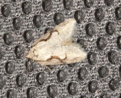 Semioscopis packardella